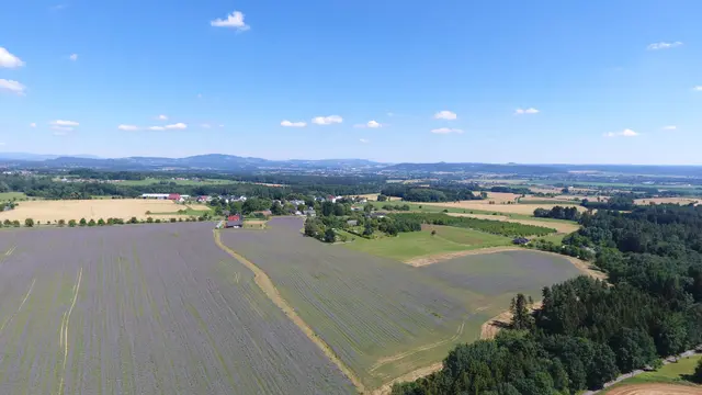 Kvetoucí pole rozdělené polní cestou, vpravo les